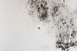Mold infestation 3