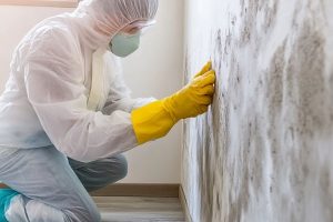 Mold infestation 4